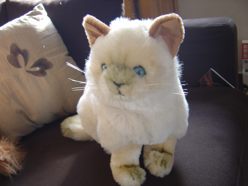 Magnifique Chat Taille Reelle En Peluche Vinted Magnifique Chat Taille Reelle En Peluche Vinted